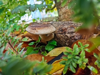 Mushroom Cultivation