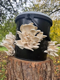 Mushroom Cultivation